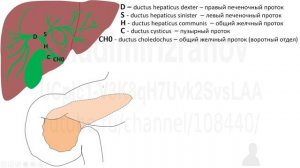 Желчевыводящие пути (2022.02.25)
