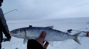 Рыбалка на Омуля. Байкал. Матаем шуруповертом..
