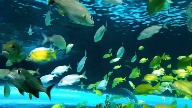 Потрясающий аквариум и лучшая расслабляющая музыка