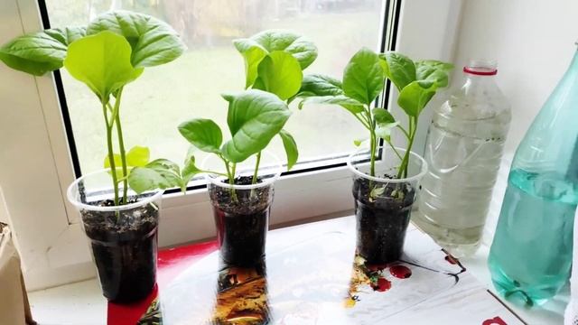 день, как день... эксперимент - вертикальная грядка для клубники? смотреть онлайн