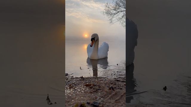 белый лебедь 🦢