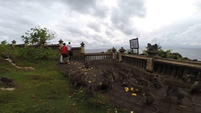 Обезьяны на Бали. Храм Улувату / Pura Uluwatu смотреть онлайн
