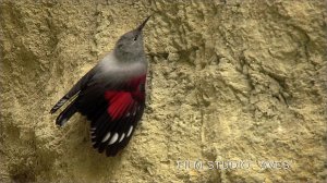 Краснокрылый стенолаз (Tichodroma muraria) - Wallcreeper