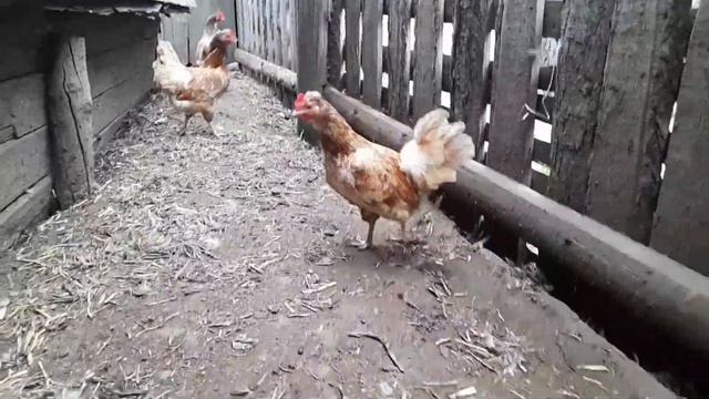 Деревенские Будни!Тестим стиральную машинку Фея- М 1982г?@life2080 смотреть онлайн