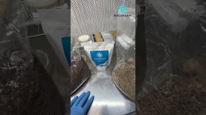 Отличие мицелия Ежовика гребенчатого на буром рисе от других злаковых