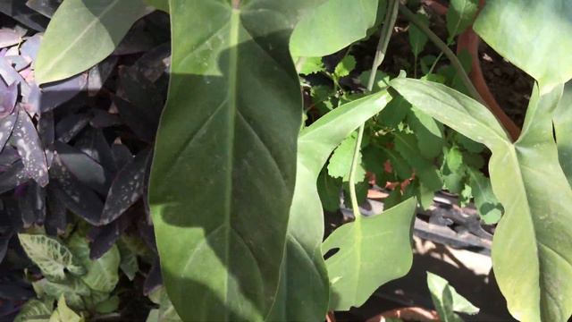 Plants dormancy period/Plant dormancy definition/Winter dormancy in plants/Dormancy in plants/care смотреть онлайн