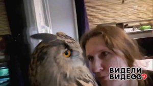 Филин Ёль согласен на все. Видели видео? Фрагмент выпуска от 27.10.2019