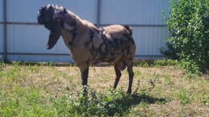 Камори козы.КОСМОС.