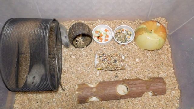 Одомашнивание песчанок. Монгольские песчанки