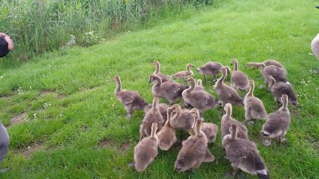 Природа ,дикі гуси ,красота ! смотреть онлайн