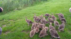 Природа ,дикі гуси ,красота !