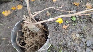 Как пересаживаю взрослые кусты винограда поздней осенью перед зимовкой.Пересадка винограда в теплиц