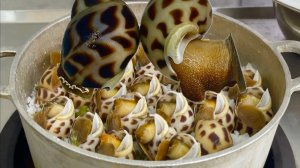 Морские улитки, морские улитки на пару с солью, вкусные рецепты морских улиток