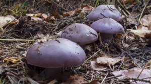 Танос гриб! Вкусный до безумия! Где и когда растет рядовка фиолетовая! Рядовка фиолетовая в октябре
