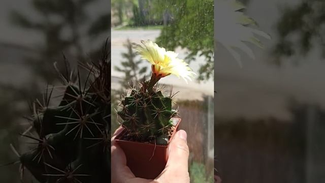 Hamatocactus setispinus цветет кактус!