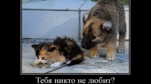 Брошенные животные
