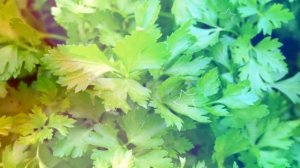 ПЕТРУШКА // петрушка полезные свойства // петрушка польза для женщин