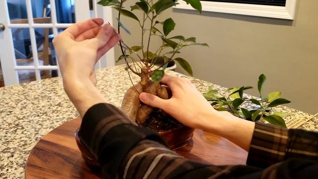 GINSENG FICUS IN WOODEN BONSAI POT UPDATE WINTER 2021 смотреть онлайн