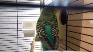 Выставочные волнистые попугаи "ЧЕХИ"  Любовь, романтика , спаривание