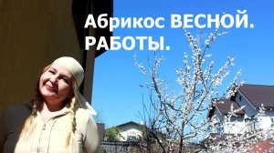 Что сделать для абрикоса, чтобы плоды были крупные и не осыпались.