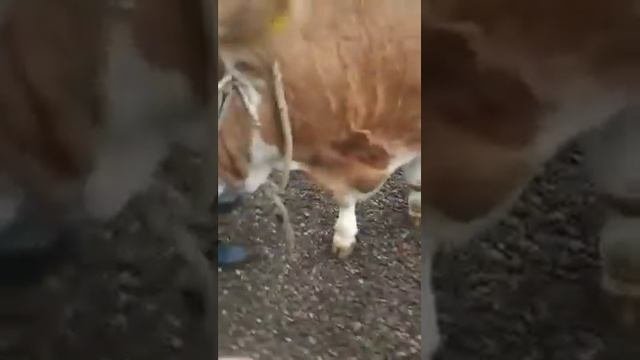 Тёлка сементал 1 год 4 месяца