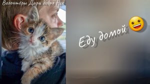 Котенка найденного в коробке забрали домой?Ура! Осталось остальных пристроить! Kitten at home