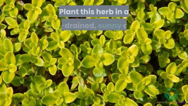 Top 10 Herbs to Grow and sell for Profit смотреть онлайн