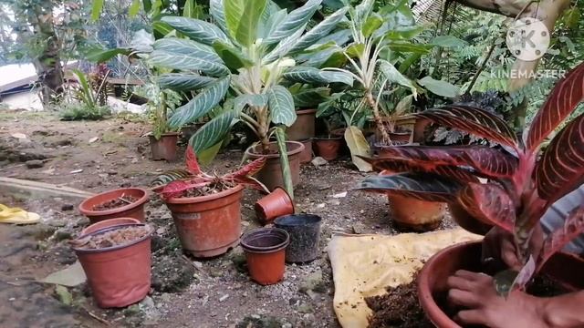 Aglaonema Red Sumatra propagation and for sale!!! смотреть онлайн