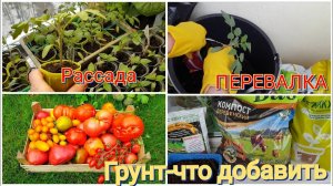 Как вырастить сильную рассаду Выбор ГРУНТА -это важно Подкормки не понадобятся.ПЕРЕВАЛКА.