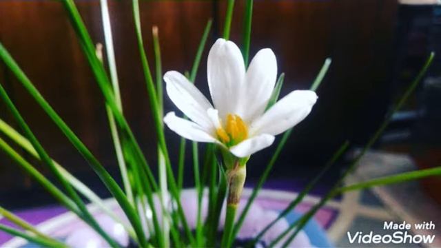 Цветение Зефирантес (выскочка) 12.07.2019 г. смотреть онлайн