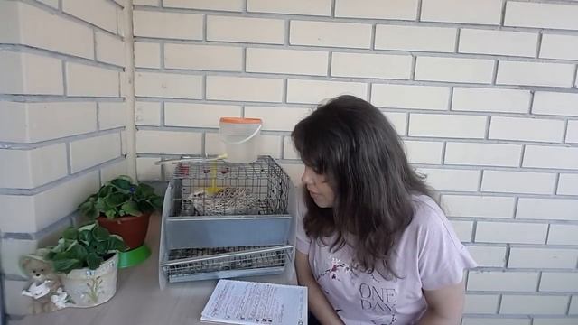 Содержание перепелов в квартире от "А" до "Я"! Видео "Вопрос-ответ". Тайм лист в описании
