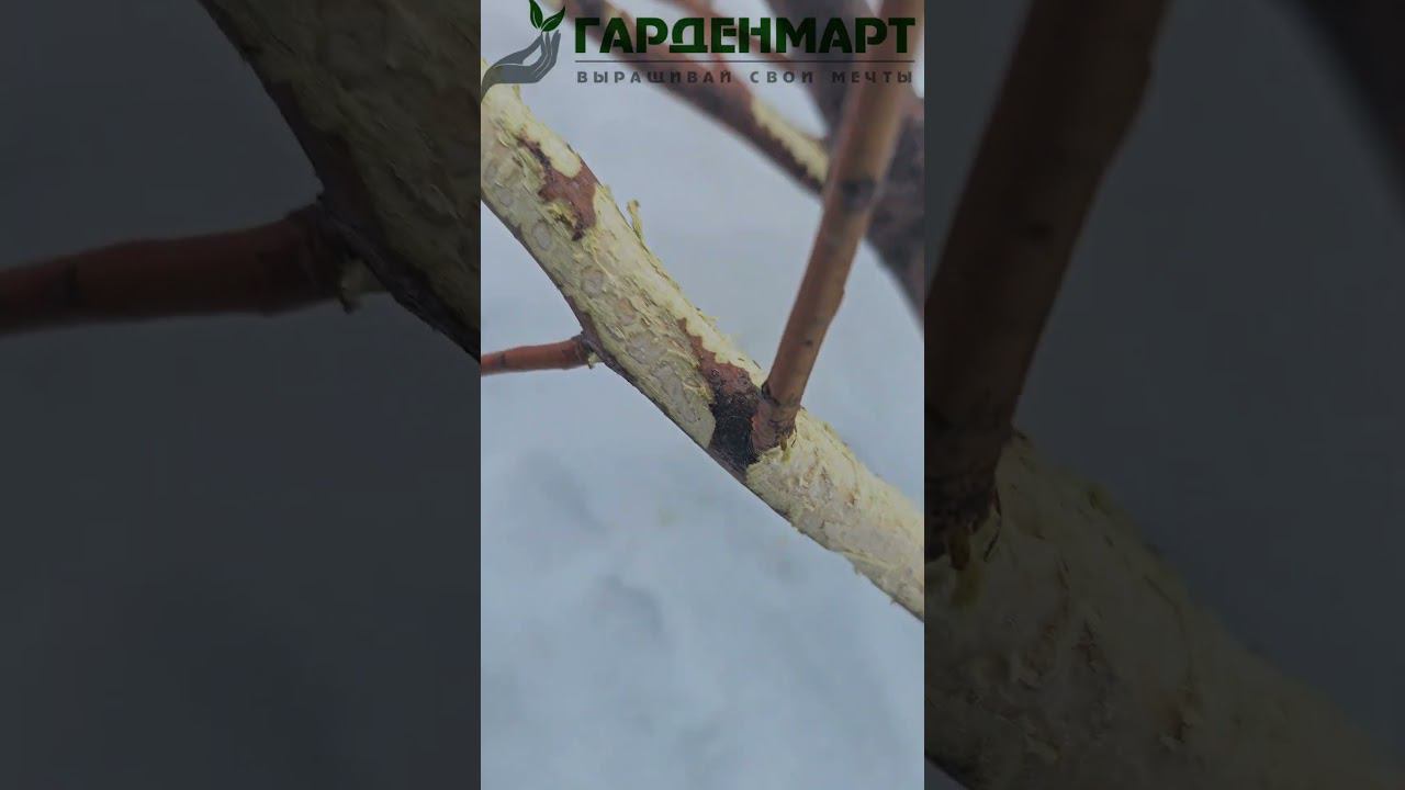 Зайцы погрызли дерево. Что делать? Как спасти дерево?  #советысадоводам