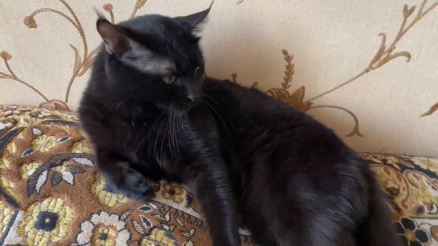 Василий и его дикий нрав / Погладить Марту и дотянутся до Мыра смотреть онлайн