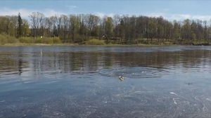 Приколы на рыбалке. Рыба посадила рыбака в лужу. Активный клёв вимбы (сырть, рыбец)