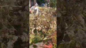 Удаление дерева возле частного дома