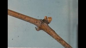 Глазок у винограда