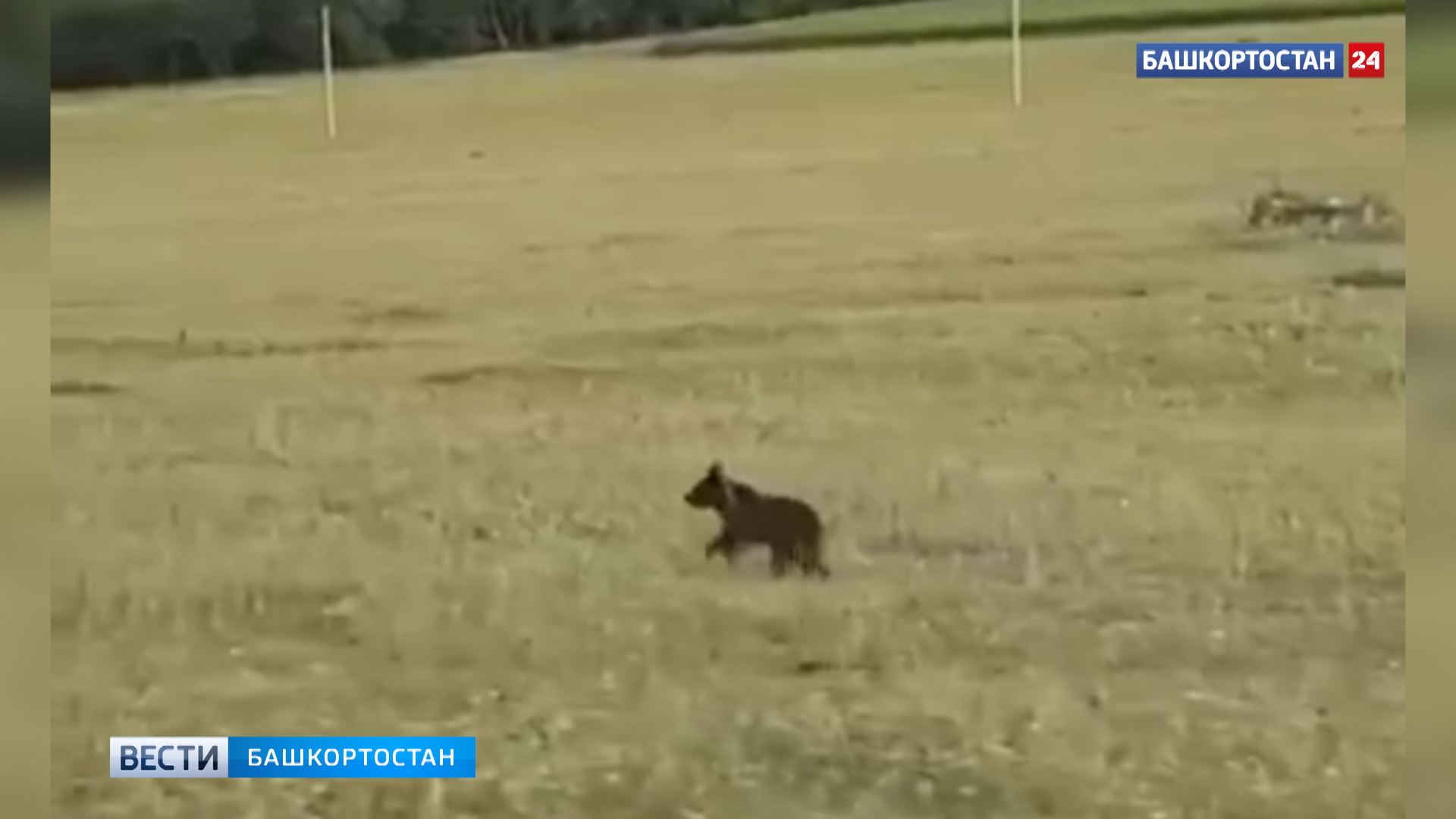Медвежонка сняли на видео близ Юмагузинского водохранилища в Башкирии