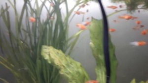 Меченосцы Кои Кохаку (мальки, 1 месяц) Санта Клаус