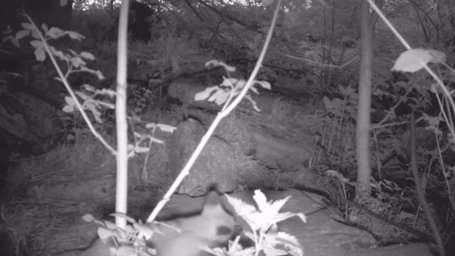 ЛИСЕНОК ИГРАЕТ С ДОБЫЧЕЙ. ЛИСЯТА. ЧАСТЬ #7 ЛИСЫ У НОРЫ. смотреть онлайн