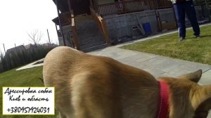 279. Агрессивный щенок малинуа. Пищевая агрессия, щенок охраняет игрушку - пути решения