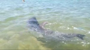 Дельфин приплыл к берегу и начал играть с медузой🐬