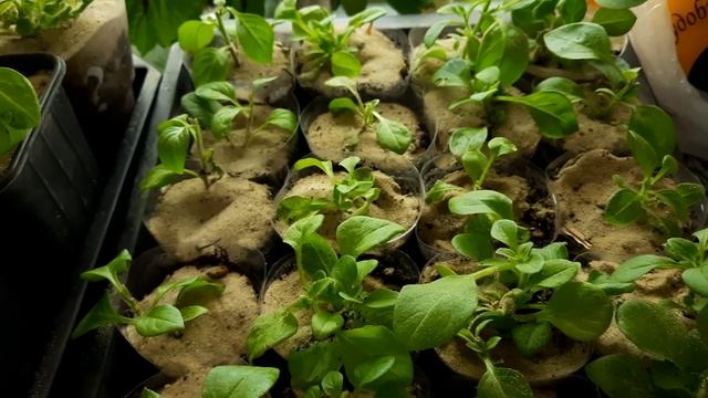 ЧУДО ПОДКОРМКА ДЛЯ ЧЕРЕНКОВ ХРИЗАНТЕМЫ И ПЕТУНИИ. смотреть онлайн