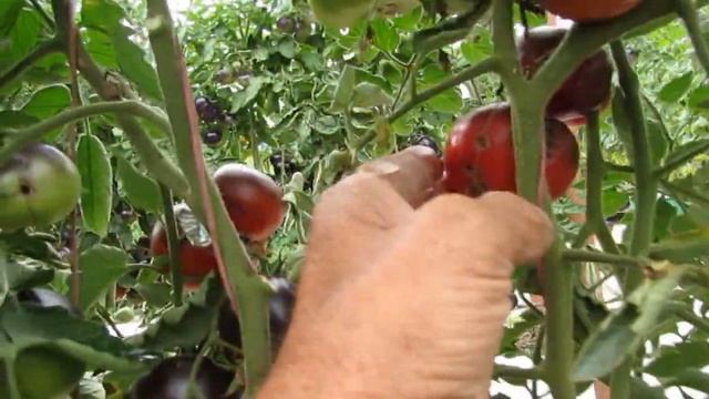 СИНИЙ АНАНАС смотреть онлайн