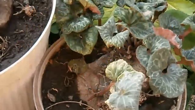Цикламен.  Уход и выращивание цикламена из семян.