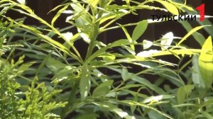 Разновидности ивы часть 2