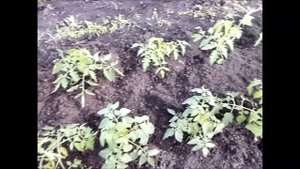 Мини парник для томатов