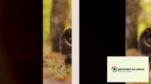 щенок на продажу.mp4