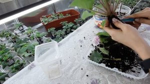 Фиалка отцвела. Как подготовить к следующему цветению. Фиалка после цветения. #фиалки