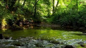 NIGHTINGALE SINGING NEAR THE FOREST RIVER???☀️ SOUNDS OF NATURE FOR SLEEP?