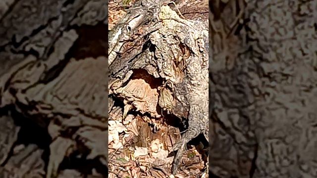 A wolflet peeks out of a dark hole over huge ginger black-eyed bear under fallen leaves in a den.